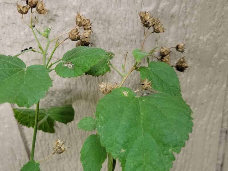Pseudabutilon umbellatum, photographed by johnyochum