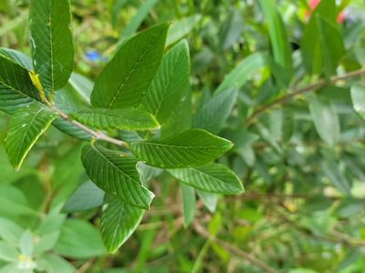 Karwinskia humboldtiana, photographed by johnyochum