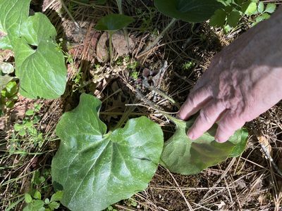 Asarum hartwegii, photographed by rickr