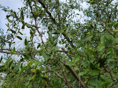 Celtis pallida, photographed by johnyochum