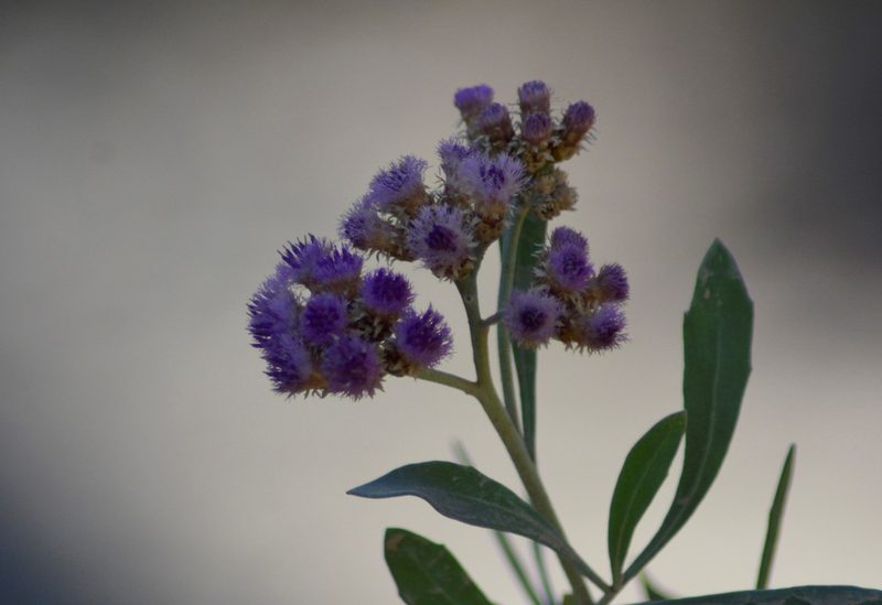 Tessaria absinthioides, photographed by veonatura