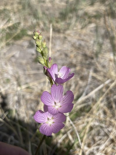 Sidalcea covillei, photographed by Matt Berger