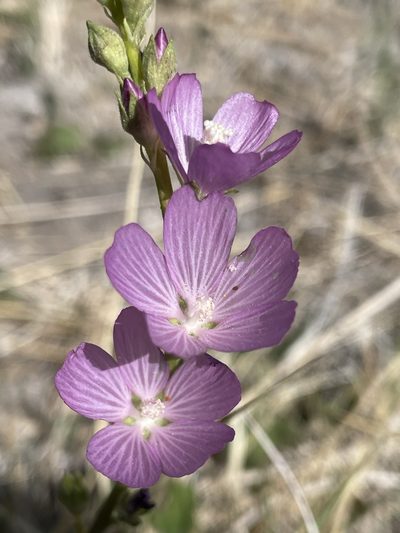 Sidalcea covillei, photographed by Matt Berger