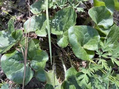 Asarum hartwegii, photographed by rickr