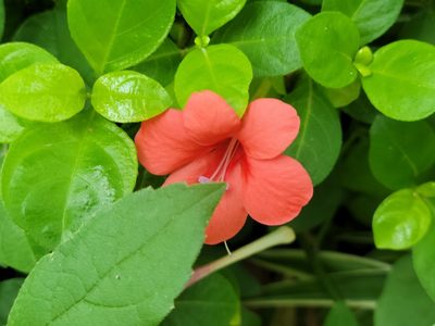 Barleria repens, photographed by johnyochum