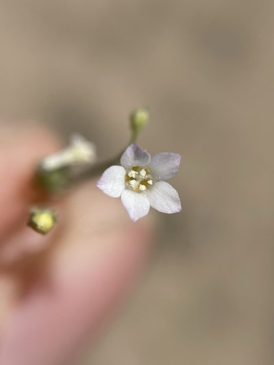 Aliciella lottiae, photographed by Matt Berger