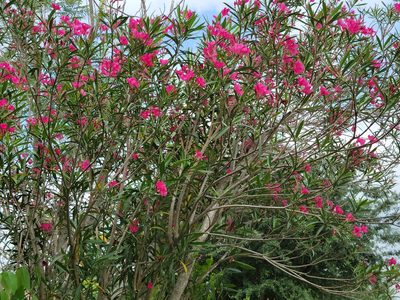 Nerium oleander, photographed by johnyochum