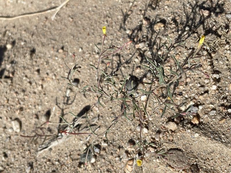 Camissonia parvula, photographed by Matt Berger