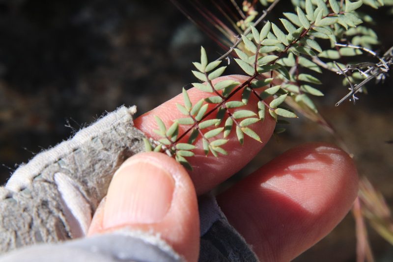 Pellaea mucronata, photographed by Millie Basden