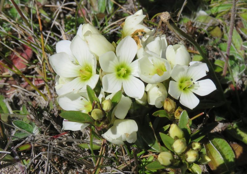 Gentianella corymbifera, photographed by William Harland
