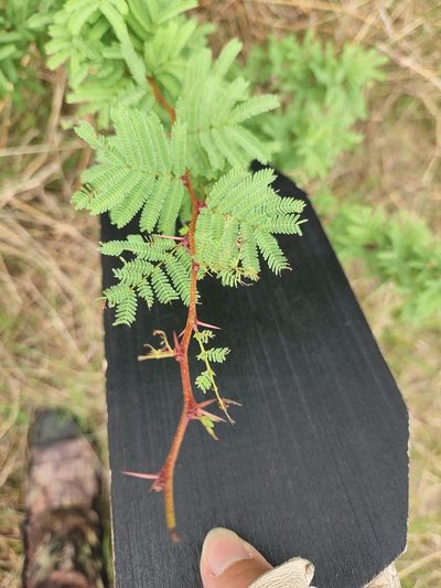 Vachellia bravoensis, photographed by Jo Roberts