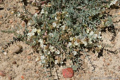 Astragalus johannis-howellii, photographed by Tim Messick