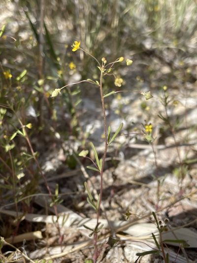 Cleomella parviflora, photographed by Matt Berger