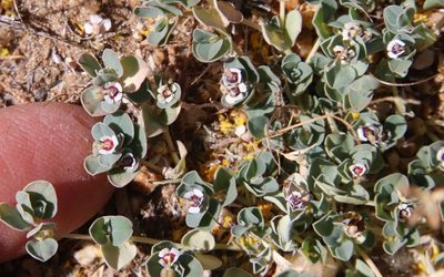 Euphorbia albomarginata, photographed by Millie Basden
