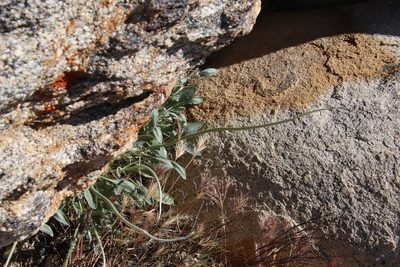 Eriogonum elongatum, photographed by Millie Basden