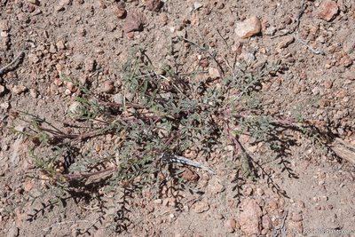 Astragalus johannis-howellii, photographed by Tim Messick