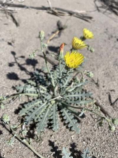 Malacothrix sonchoides, photographed by Matt Berger