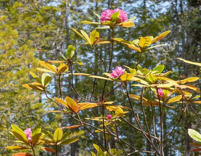 Rhododendron macrophyllum, photographed by Don Loarie