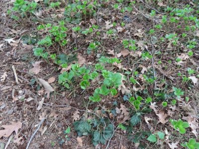 Pachysandra procumbens, photographed by Mila C.