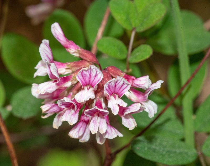 Hosackia rosea, photographed by Don Loarie