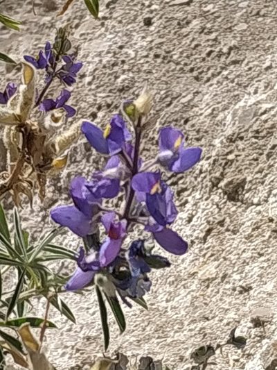 Lupinus altimontanus, photographed by Mariela Nicole Crespo Carrazana