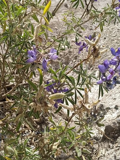 Lupinus altimontanus, photographed by Mariela Nicole Crespo Carrazana