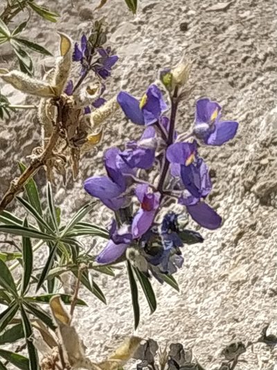 Lupinus altimontanus, photographed by Mariela Nicole Crespo Carrazana