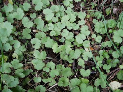 Hydrocotyle moschata, photographed by Alice Shanks