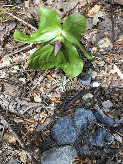 Trillium apetalon, photographed by Cecilia