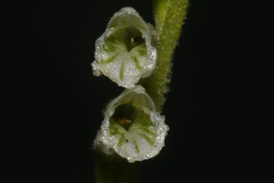 Spiranthes praecox, photographed by Brian Finzel