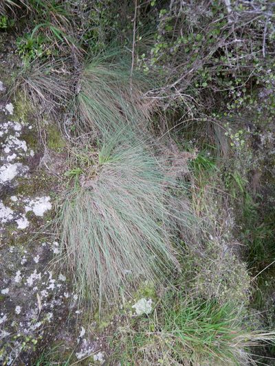 Festuca actae, photographed by Alice Shanks
