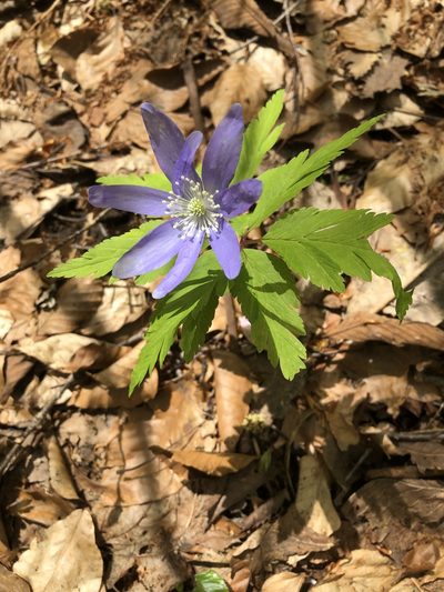 Anemonoides pseudoaltaica, photographed by Cecilia