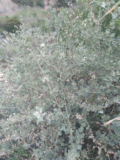 Atriplex rusbyi, photographed by Alfredo F. Fuentes Claros