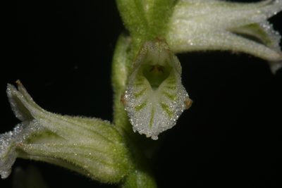 Spiranthes praecox, photographed by Brian Finzel