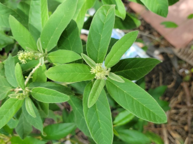Croton incanus, photographed by johnyochum
