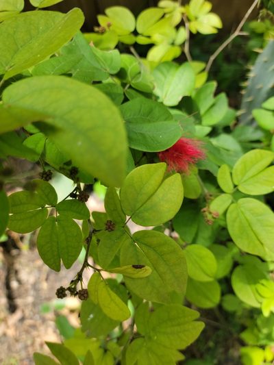 Calliandra tergemina, photographed by johnyochum