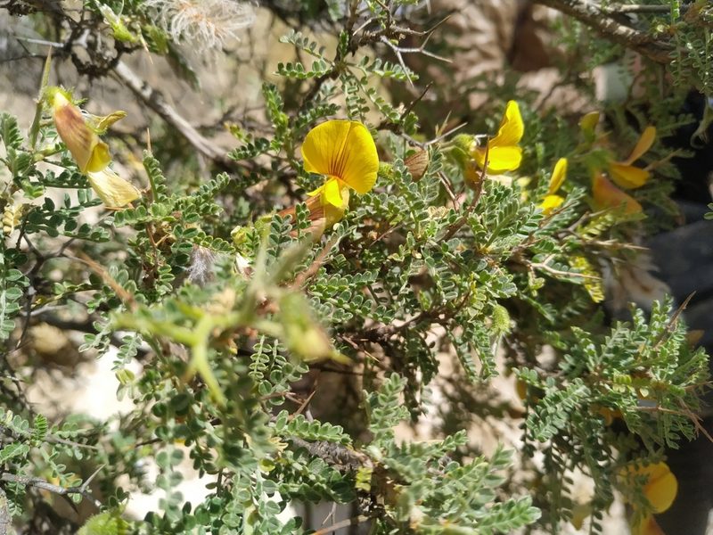 Adesmia miraflorensis, photographed by Mariela Nicole Crespo Carrazana