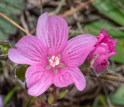 Sidalcea malviflora, photographed by Don Loarie