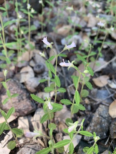 Collinsia childii, photographed by Jacob Malcom