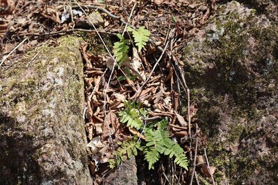 Polypodium virginianum, photographed by Henry "Nick" Robertson
