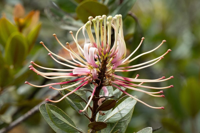 Oreocallis grandiflora, photographed by Thibaud Aronson