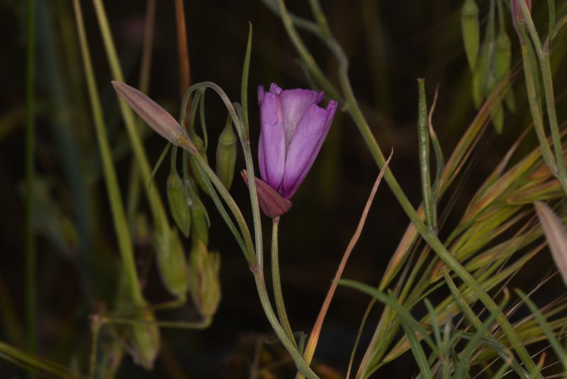 Clarkia cylindrica, photographed by Trevor Van Loon