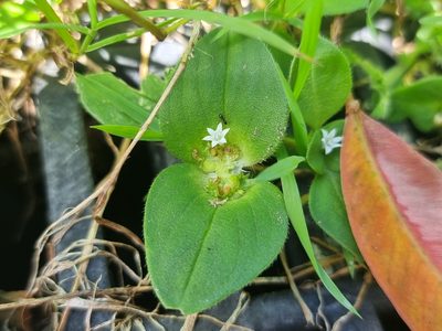 Richardia brasiliensis, photographed by Dragonette