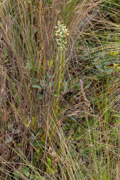 Gomphichis macbridei, photographed by Thibaud Aronson