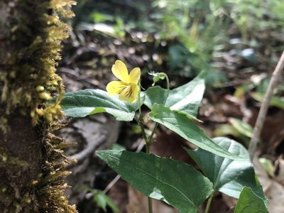 Viola hastata, photographed by Scott Morris