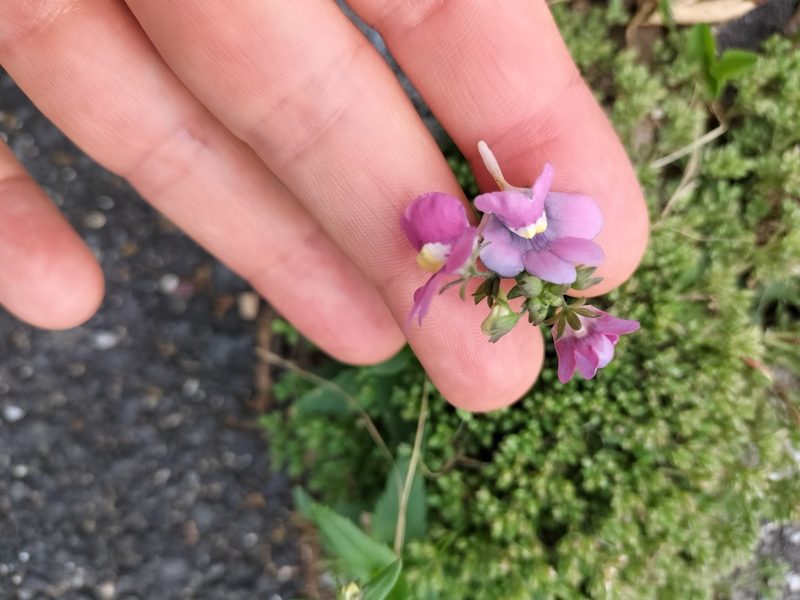 Nemesia fruticans, photographed by naturewatchwidow