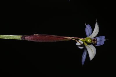 Sisyrinchium langloisii, photographed by Brian Finzel