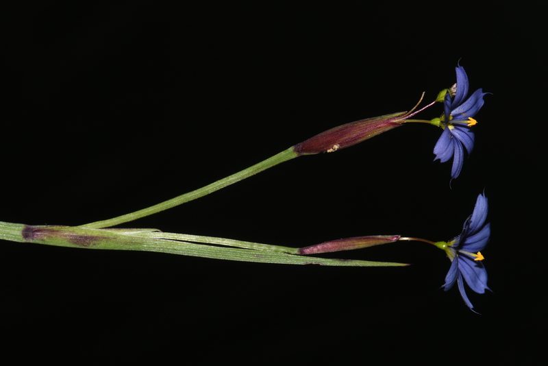 Sisyrinchium langloisii, photographed by Brian Finzel