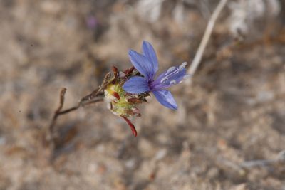 Eriastrum sapphirinum, photographed by Trevor Van Loon