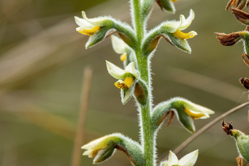 Gomphichis macbridei, photographed by Thibaud Aronson
